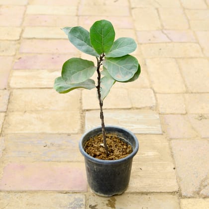 Buy Fiddle Leaf / Ficus Lyrata in 7 Inch Nursery Pot Online | Urvann.com