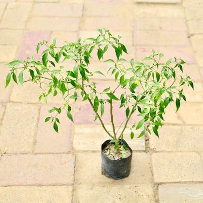 Buy Green Chilli in 6 Inch Nursery Bag Online | Urvann.com