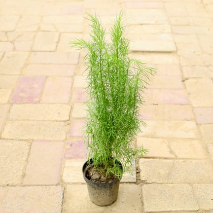 Buy Kochia in 6 Inch Nursery Pot Online | Urvann.com