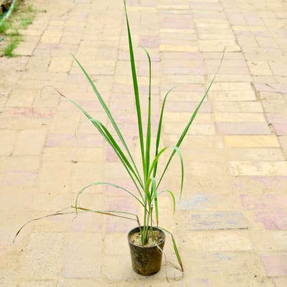 Buy Lemon Grass (~ 2.5 Ft) in 6 Inch Nursery Pot Online | Urvann.com
