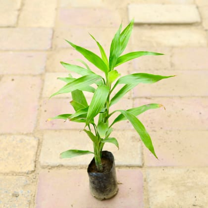 Buy Lucky Bamboo (~ 1.5 Ft) in 4 Inch Nursery Bag Online | Urvann.com