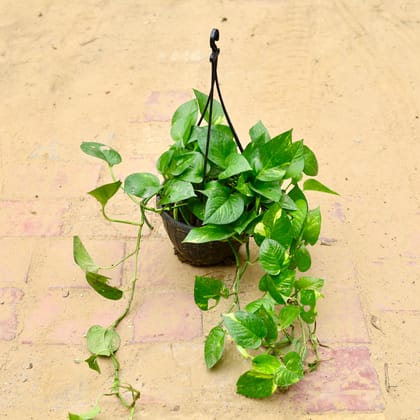 Buy Money Plant Green in 10 Inch Black Hanging Basket  Online | Urvann.com