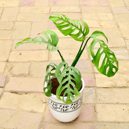Buy Monstera Broken Heart (~ 1.5 Ft) in 10 Inch White Cup Designer Ceramic Pot Online | Urvann.com