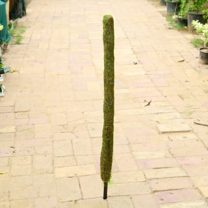 Buy Moss Stick - (~ 5 Ft) Online | Urvann.com