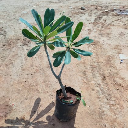 Buy Champa / Plumeria in 8 Inch Nursery Bag Online | Urvann.com