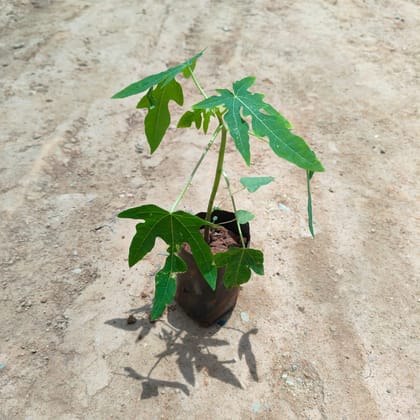 Buy Papaya Plant in 4 Inch Nursery Bag Online | Urvann.com