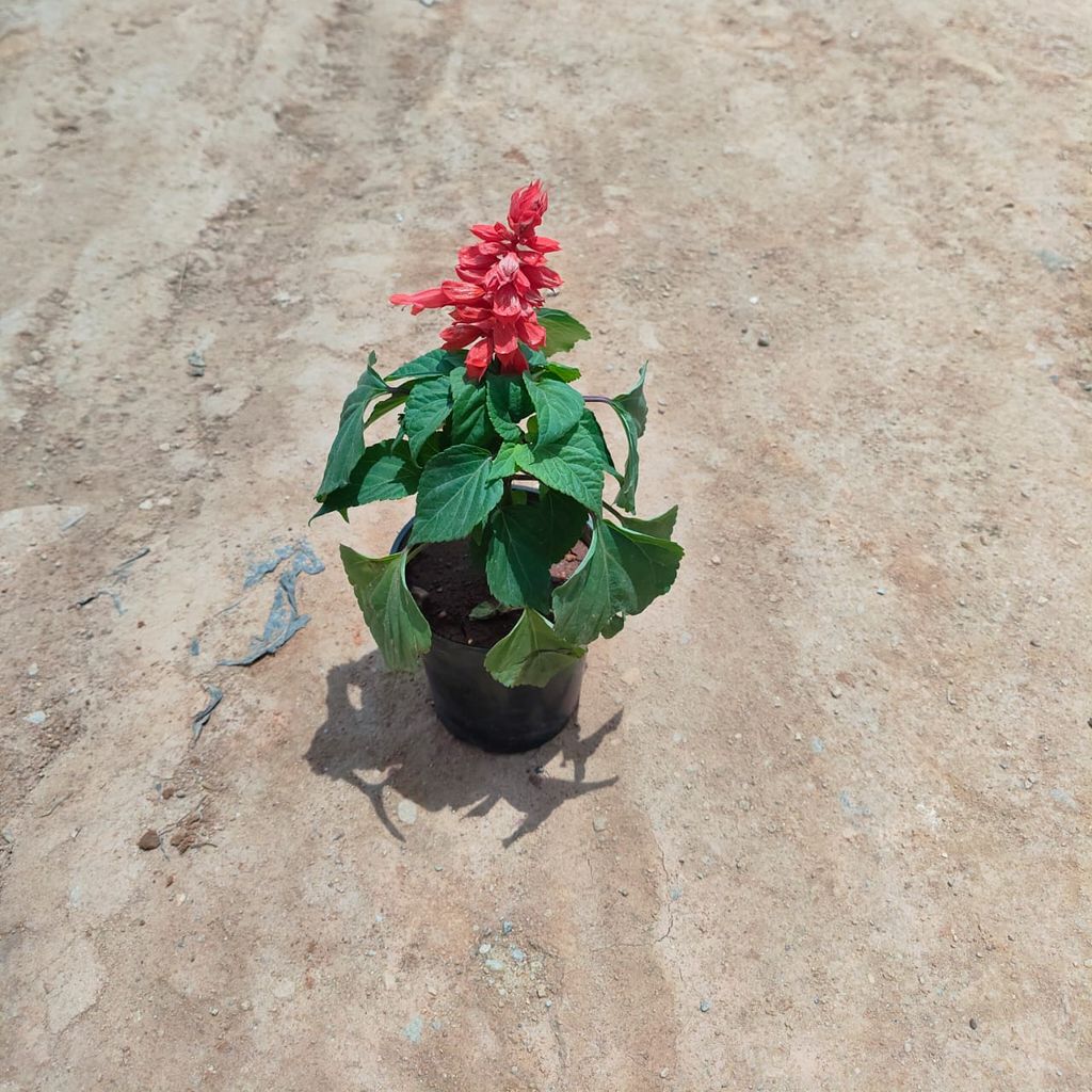 Celosia / Cockscomb Red in 4 Inch Nursery Pot