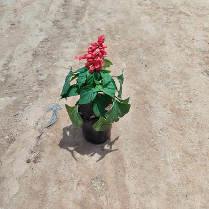 Buy Celosia / Cockscomb Red in 4 Inch Nursery Pot Online | Urvann.com