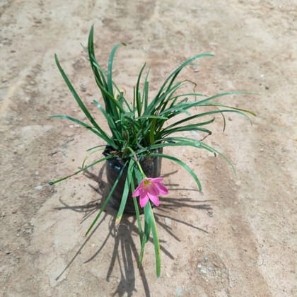 Buy Rain Lily in 4 Inch Nursery Bag Online | Urvann.com