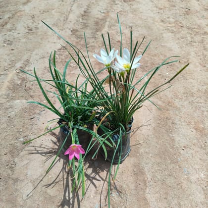 Buy Set of 2 - Rain Lily (Pink & white) in 4 Inch Nursery Bag  Online | Urvann.com