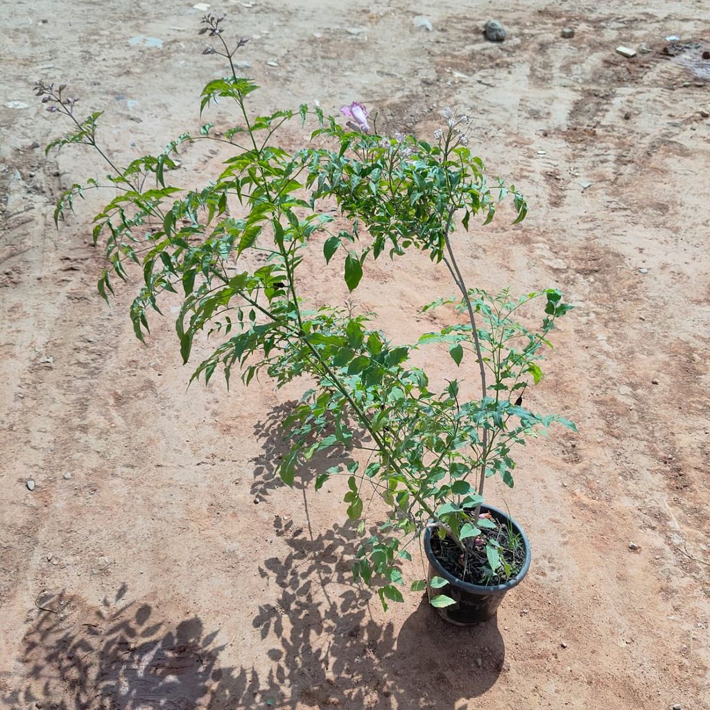 Tecoma (any colour) in 6 Inch Nursery Pot