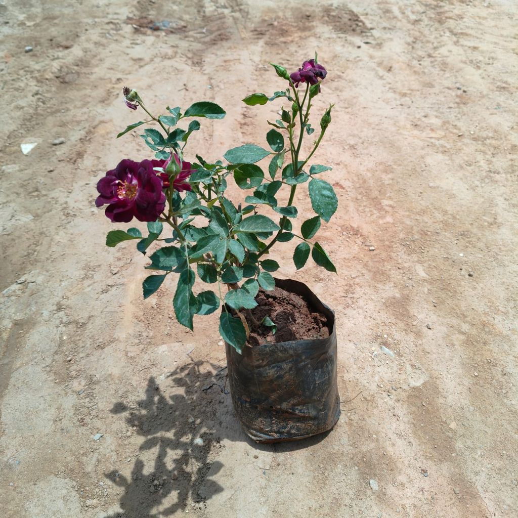 Rose (Maroon) in 8 Inch Nursery Bag