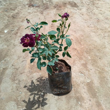 Buy Rose (Maroon) in 8 Inch Nursery Bag Online | Urvann.com