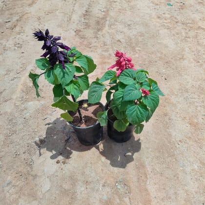 Buy Set of 2 - Celosia / Cockscomb (Pink & Purple) in 4 Inch Nursery Pot Online | Urvann.com