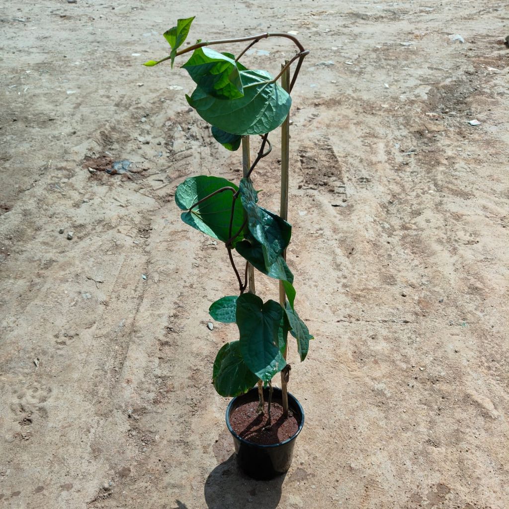 Paan Big Leaf in 5 Inch Nursery Pot