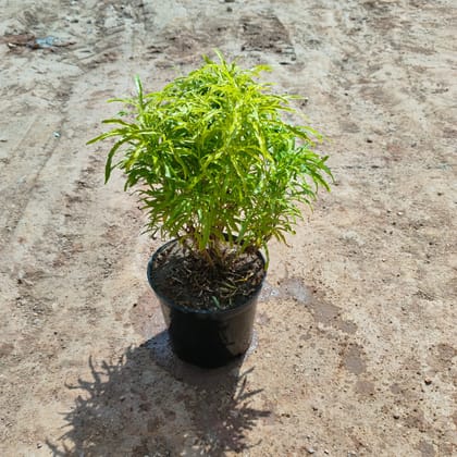 Buy Aralia Golden  in 5 Inch Nursery Pot Online | Urvann.com