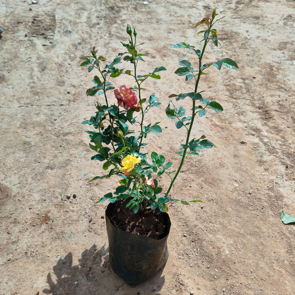 Rose Mix in 7 Inch Nursery Bag