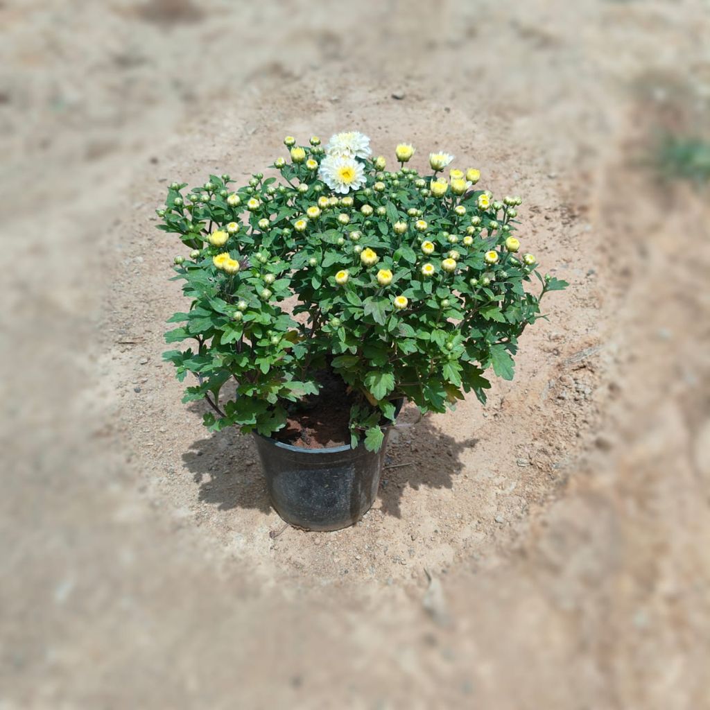 Chrysanthmum / Guldawari (any colour) in 6 Inch Nursery Pot