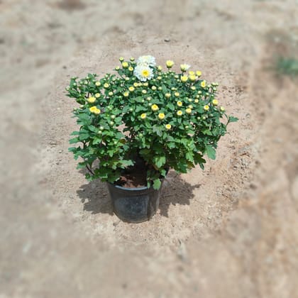 Buy Chrysanthmum / Guldawari (any colour) in 6 Inch Nursery Pot Online | Urvann.com
