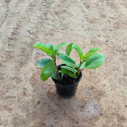 Buy Peperomia / Radiator Plant  in 5 Inch Nursery Pot Online | Urvann.com