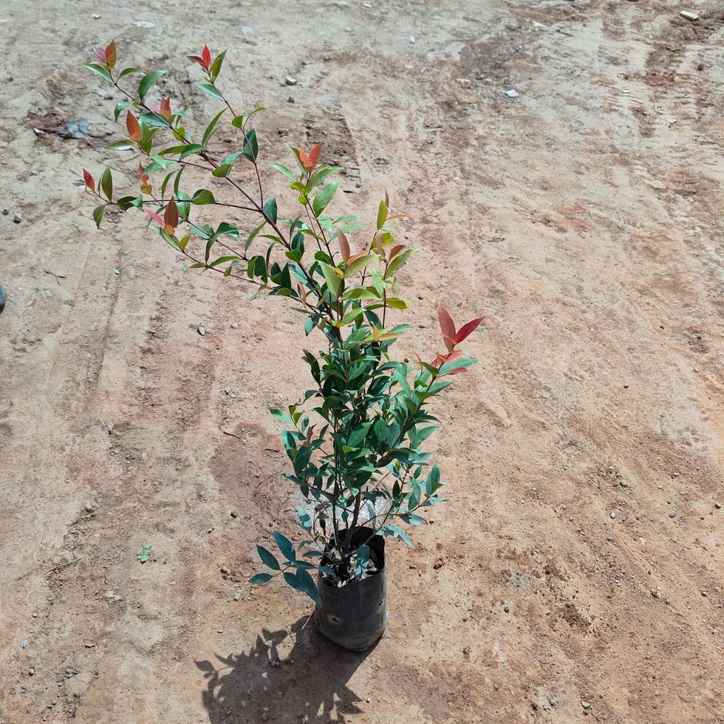 Syzygium / Christina Ficus in 6 Inch Nursery Bag