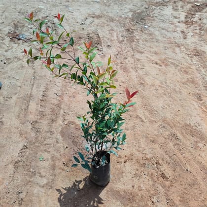 Buy Syzygium / Christina Ficus in 6 Inch Nursery Bag Online | Urvann.com