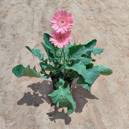 Buy Gerbera (any colour)  in 5 Inch Nursery Pot Online | Urvann.com