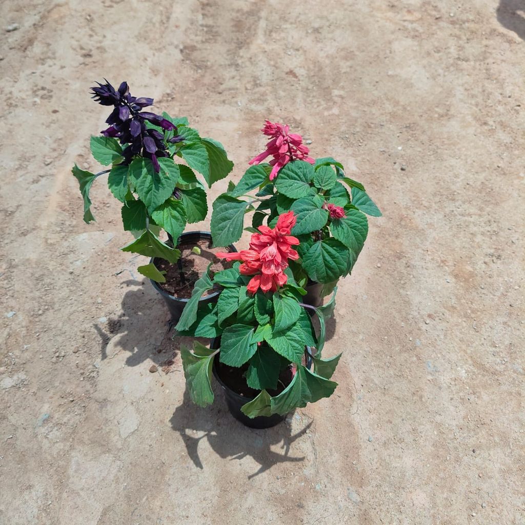 Set of 3 - Salvia (Pink, Red & Purple) in 4 Inch Nursery Bag