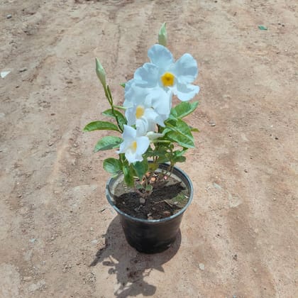 Buy Allamanda White  in 5 Inch Nursery Pot Online | Urvann.com