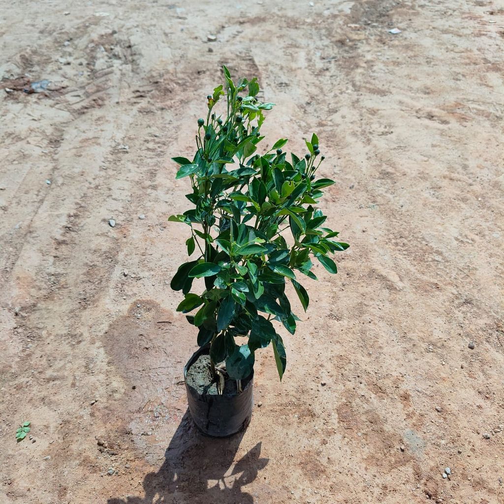 China Orange in 4 Inch Nursery Bag