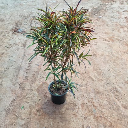 Buy Croton Multi Colour in 7 Inch Nursery Pot Online | Urvann.com