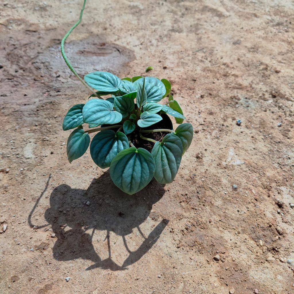 Peperomia / Radiator Miniature Plant   in 5 Inch Nursery Pot