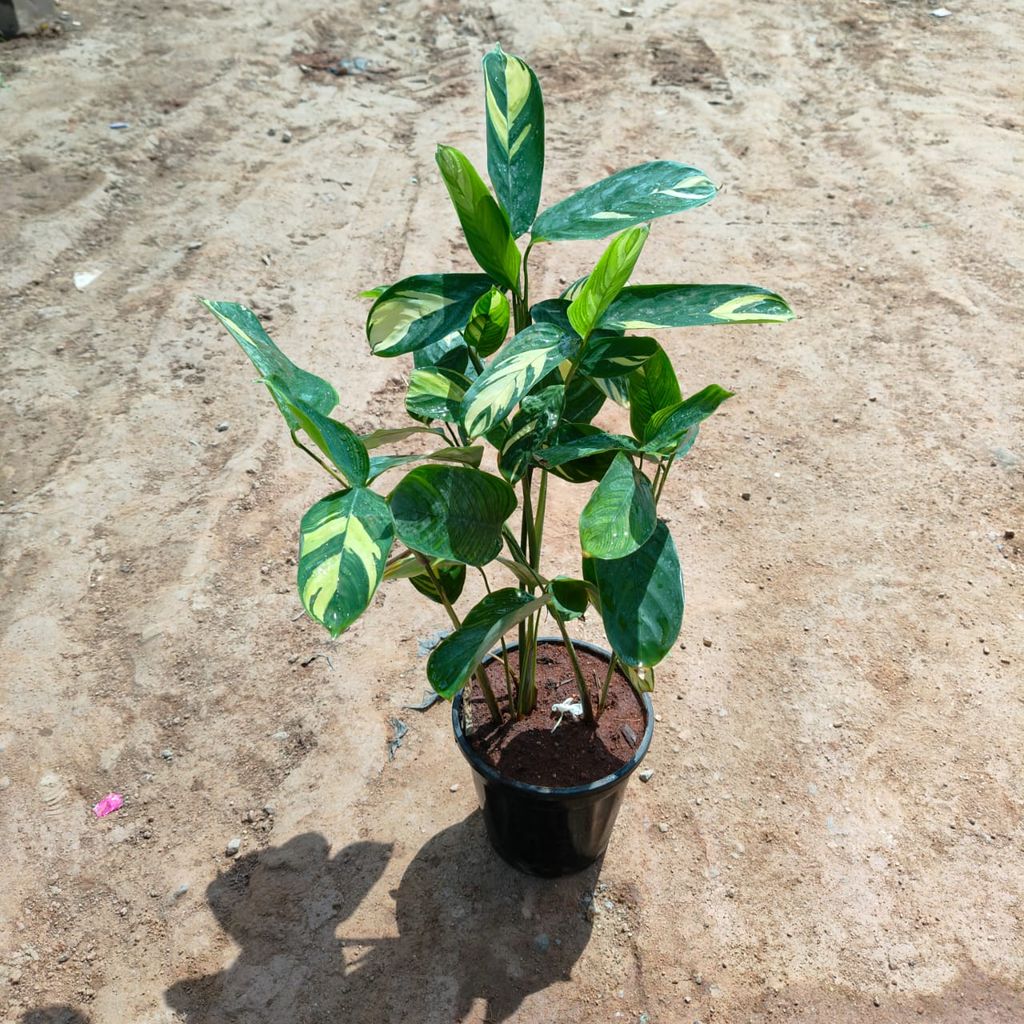 Maranta Arundinacea in 6 Inch Nursery Pot