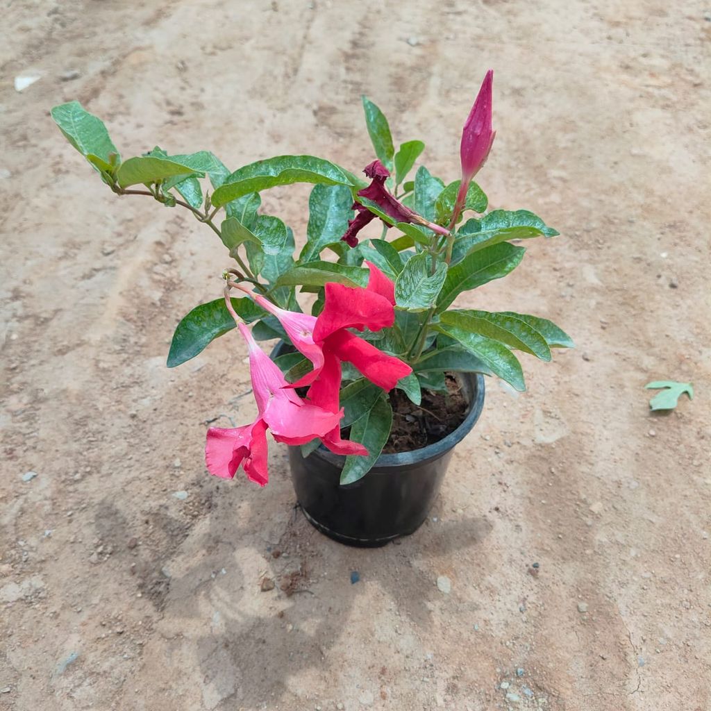 Allamanda Red in 5 Inch Nursery Pot