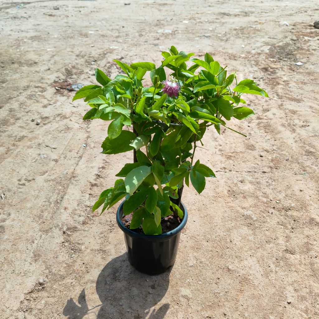 Passion Flower / Rakhi Bel in 8 Inch Nursery Pot