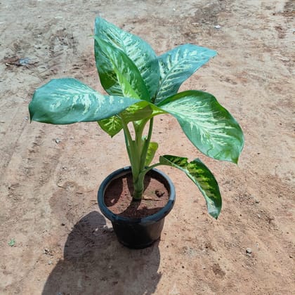 Buy Dieffenbachia  in 8 Inch Nursery Pot Online | Urvann.com