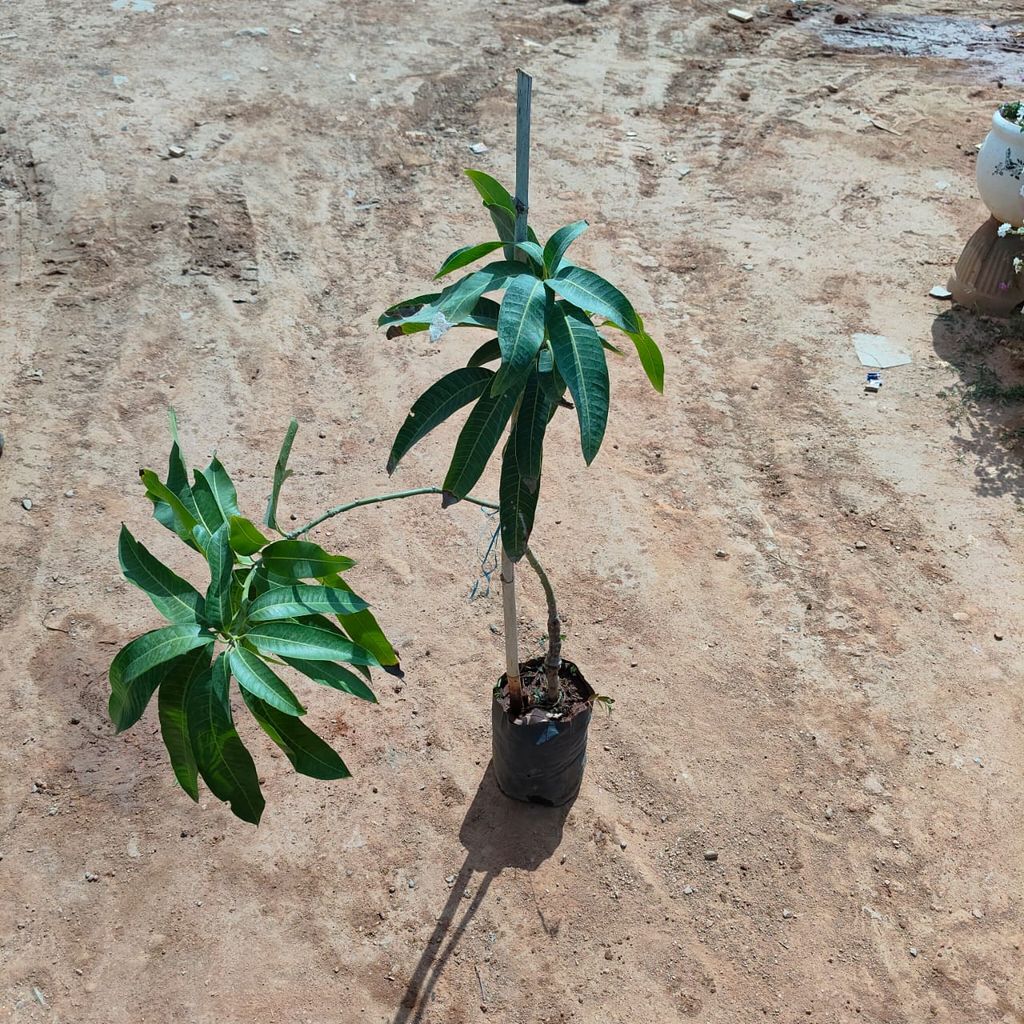 Aam / Mango All Season in 4 Inch Nursery Bag