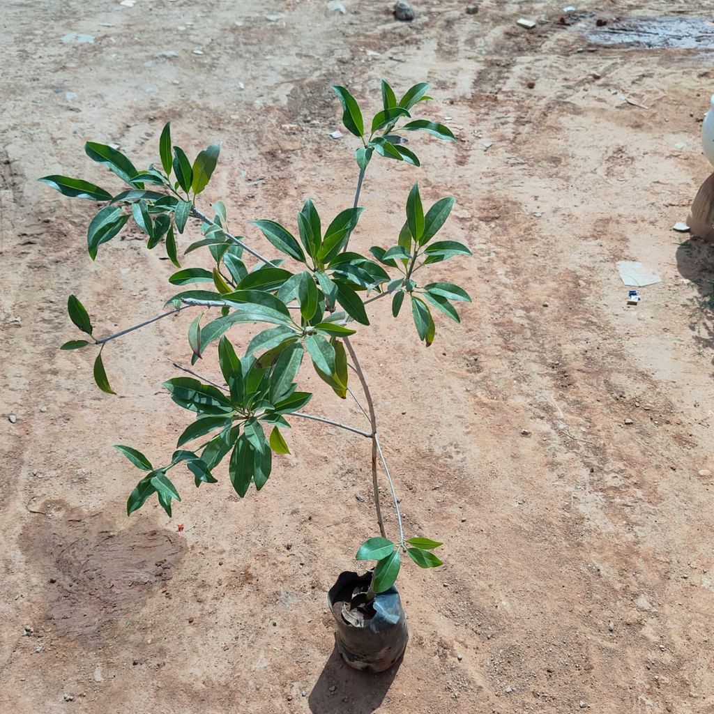 Chiku / Sapodilla in 5 Inch Nursery Bag