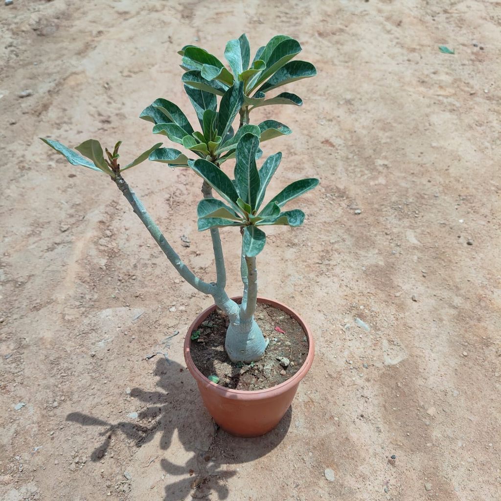 Adanium Grafted in 5 Inch Nursery Pot