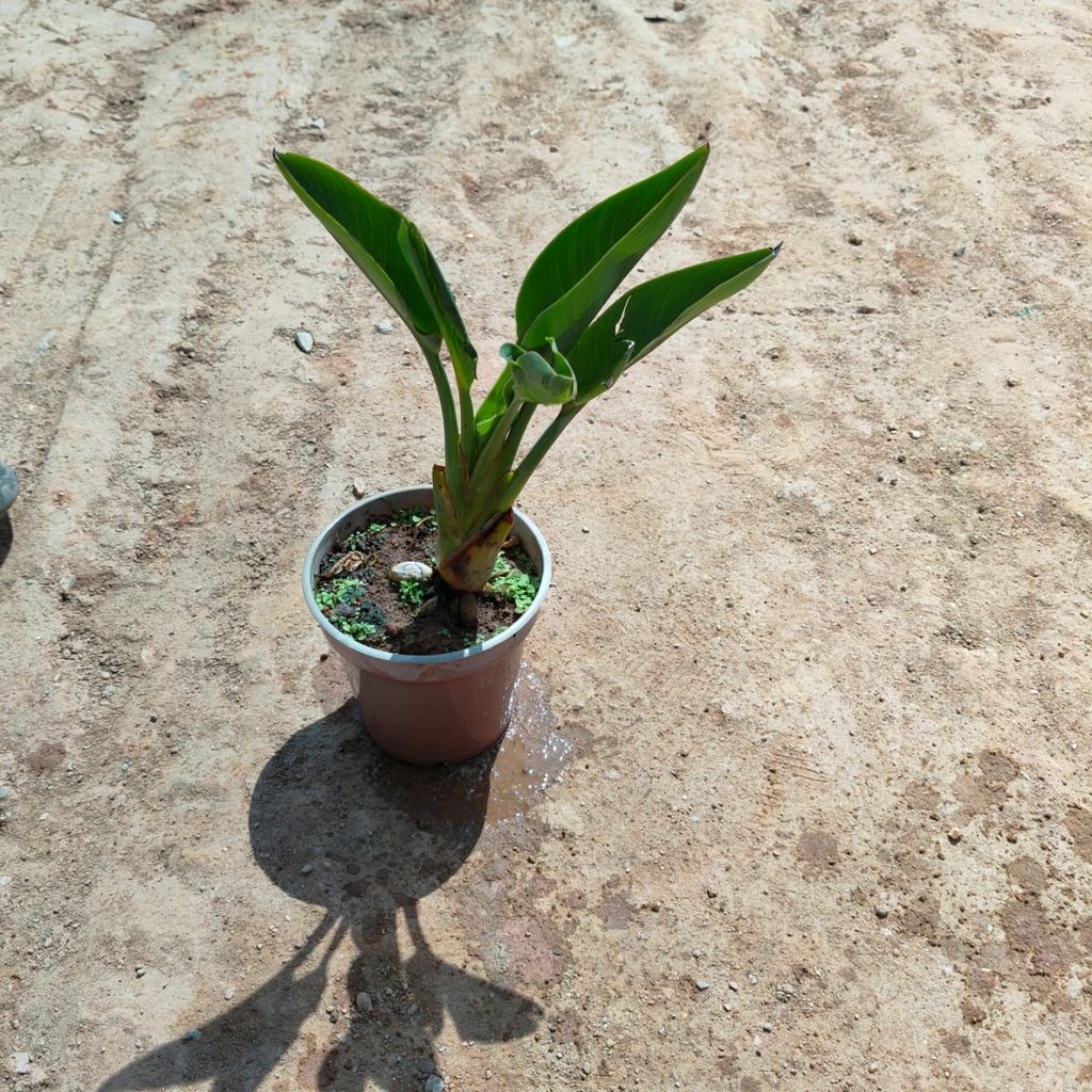 Bird of Paradise in 5 Inch Nursery Pot