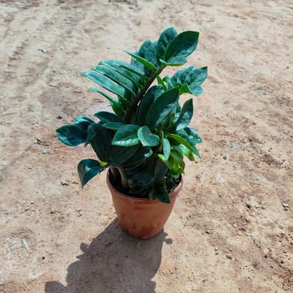 Buy Zz Green Bushy in 4 Inch Nursery Pot Online | Urvann.com