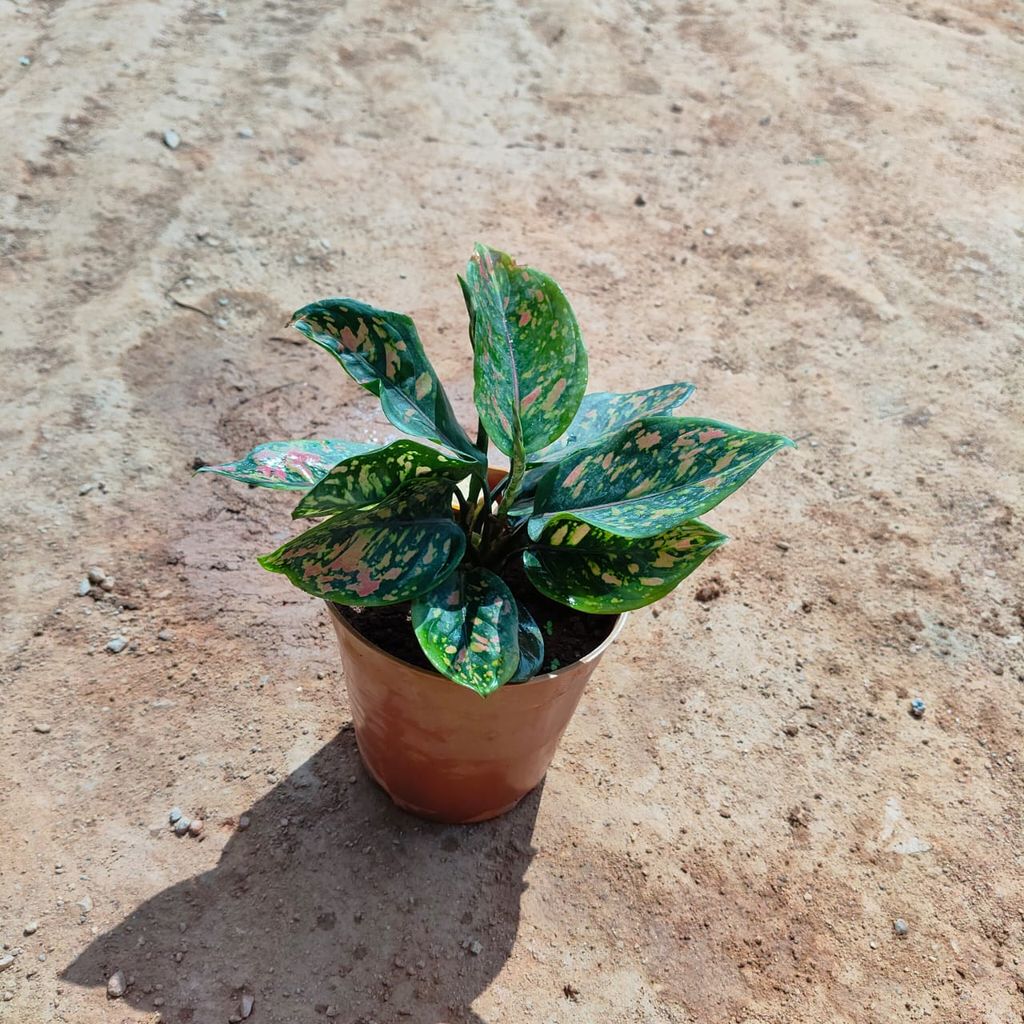 Aglaonema Pink Dalmatian in 5 Inch Nursery Pot