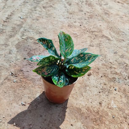 Buy Aglaonema Pink Dalmatian in 5 Inch Nursery Pot Online | Urvann.com