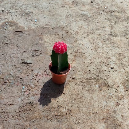 Buy Moon Cactus Pink in 2 Inch Nursery Pot Online | Urvann.com