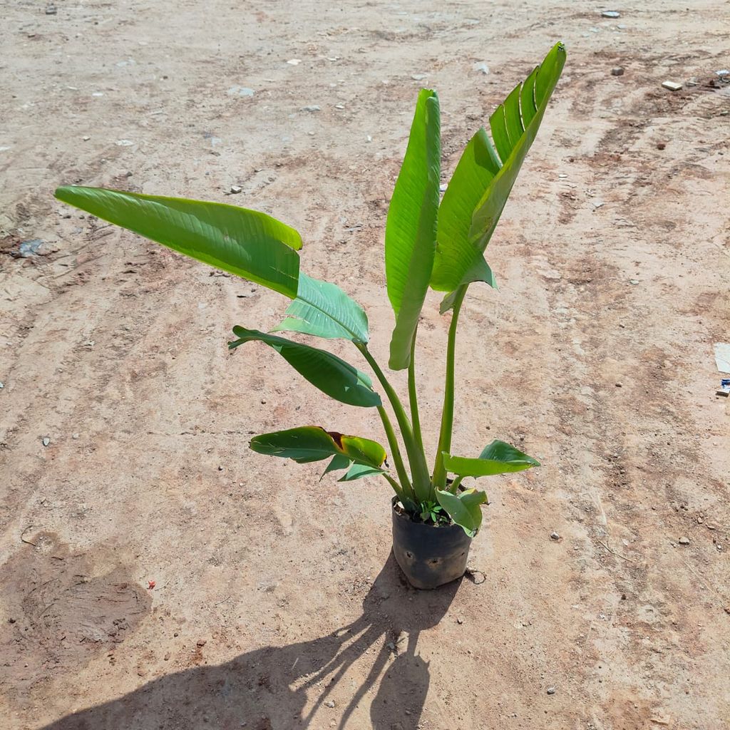 Traveller Palm in 8 Inch Nursery Bag