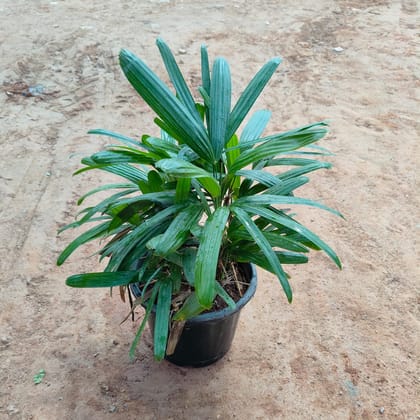 Buy Raphis Palm in 8 Inch Nursery Pot Online | Urvann.com