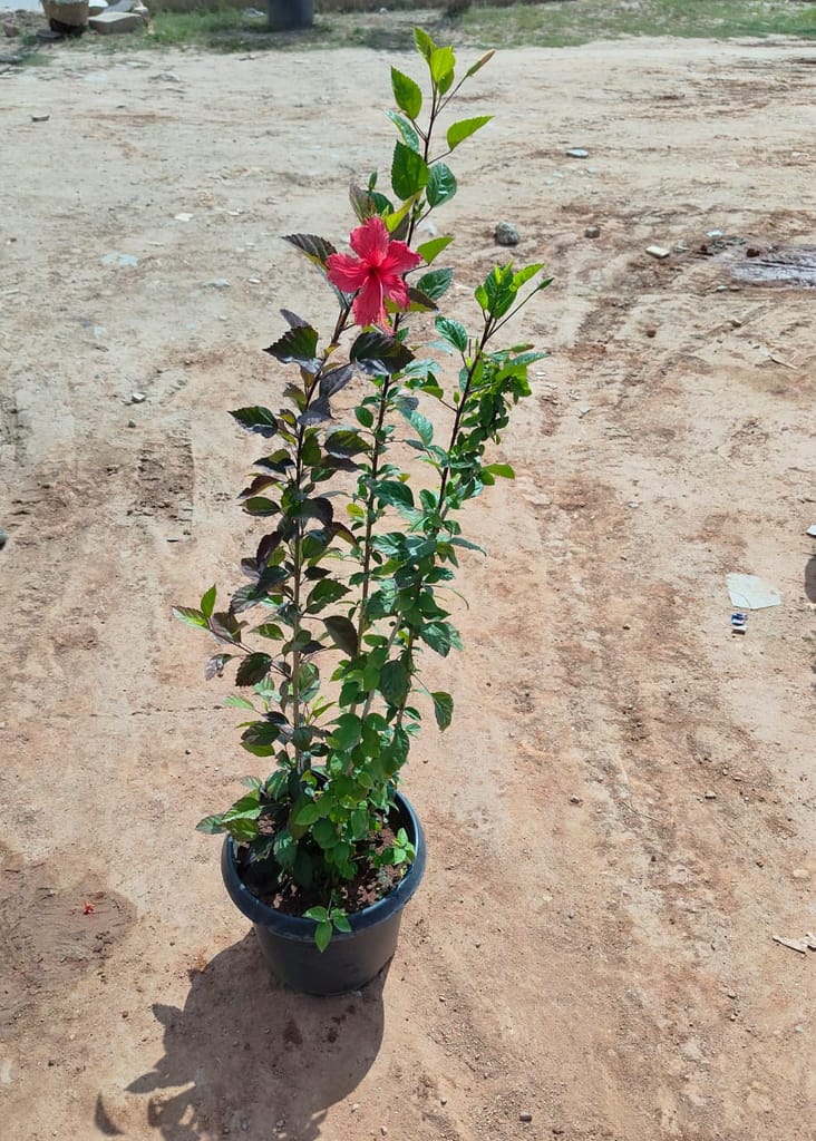 Hibiscus / Gudhal Red in 14 Inch Nursery Pot