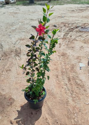 Buy Hibiscus / Gudhal Red in 14 Inch Nursery Pot Online | Urvann.com