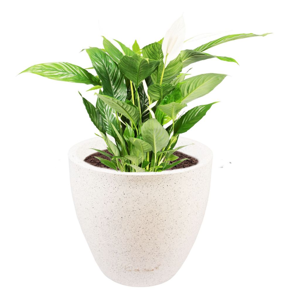 10 X 10 Inch White Premium Convessa Fiberglass Planter - Durable large size decoratiive fiber pot for indoor outdoor plants with 5 year warranty