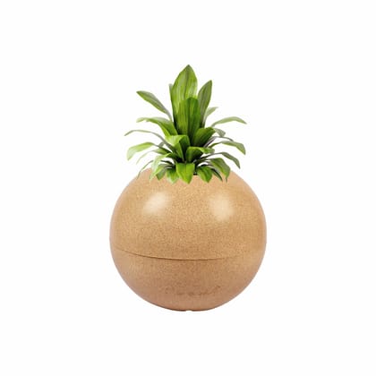 Buy  X 9 Inch Sandstone Premium Nest & Vine llios Fiberglass Planter Online | Urvann.com